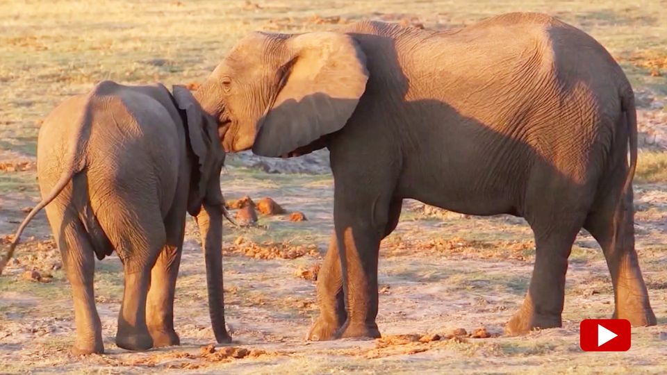 Was hinter Botswanas 20.000-Elefanten-Drohung steckt