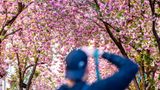 Bonn, Deutschland. Der Frühling ist da, die Kirschblüte beginnt. Und diese Blütenpracht ist sowohl Profis als auch Hobby-Fotografen ein Bild wert.