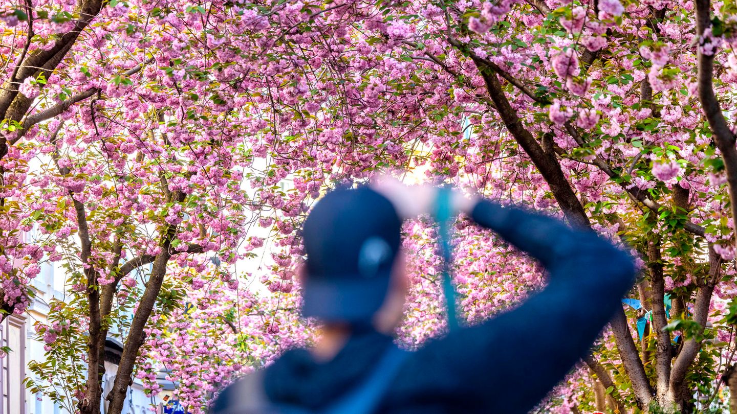 Ein junger Mann fotografiert ein "Dach" aus Kirschblüten über sich