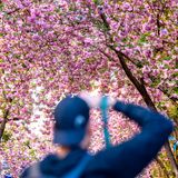 Ein junger Mann fotografiert ein "Dach" aus Kirschblüten über sich