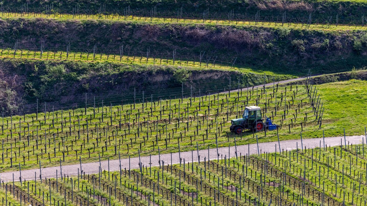 Während viele Menschen in Deutschland ein freies Wochenende genießen, ist dieser Winzer bei Vogtsburg im Kaiserstuhl (Baden-Württemberg) wohl nicht zum Vergnügen durch seinen Weinberg.