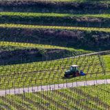 Während viele Menschen in Deutschland ein freies Wochenende genießen, ist dieser Winzer bei Vogtsburg im Kaiserstuhl (Baden-Württemberg) wohl nicht zum Vergnügen durch seinen Weinberg.