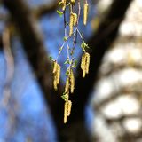 Was für die meisten wohl ein Zeichen des Frühlings ist, treibt Allergikern ein Kribbeln in die Nase: Nicht nur in Kaufbeuren (Bayern) beginnen die Birken zu blühen – für Pollenallergiker beginnt die Leidenszeit.  Was helfen könnte, lesen Sie übrigens im stern-Ratgeber Allergie.