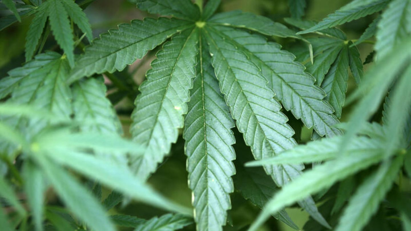 Cannabis