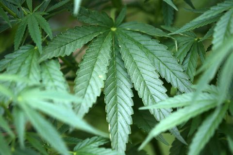 Cannabis