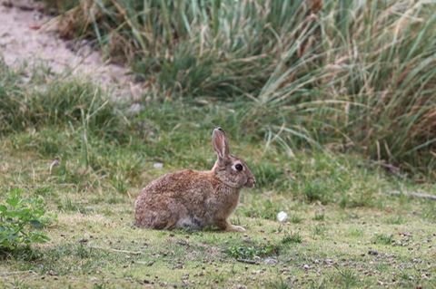 Kaninchenplage in Frankreich: Ein Kaninchen auf einer Wiese