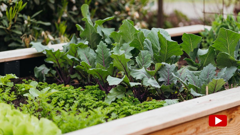 Influencerin teilt Tipps für Gartenanfänger