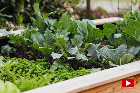 Influencerin teilt Tipps für Gartenanfänger
