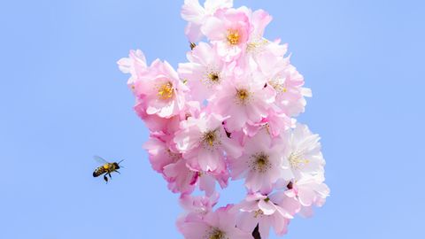 Klimawandel: Eine Biene fliegt neben einem blühenden Kirschbaum
