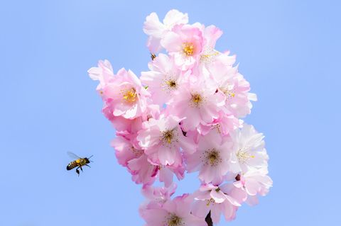 Klimawandel: Eine Biene fliegt neben einem blühenden Kirschbaum