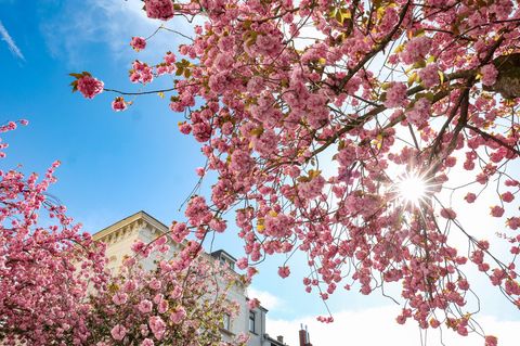 Traumwetter am Ostersonntag, dem letzten Tag im März. Kein Wunder, dass da die Kirschblüten um die Wette blühten