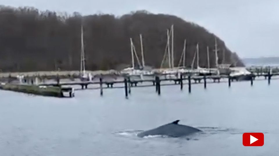 Buckelwale tauchen in Hafen bei Flensburg auf