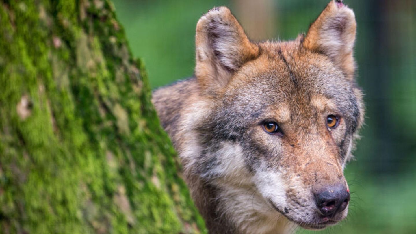 Ein Wolf schaut hinter einem Baum hervor