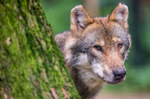 Ein Wolf schaut hinter einem Baum hervor