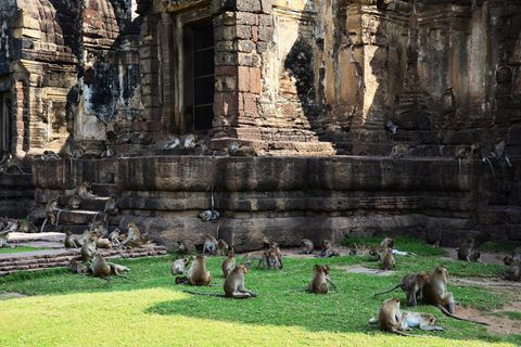 Affen in Thailand