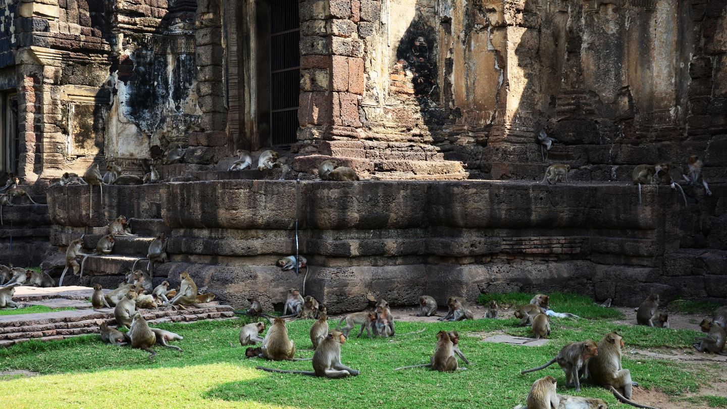 Touristenattraktion wird zur Plage: Affen-Gangs in Thailand plündern Einkaufszentrum und überfallen Touristen