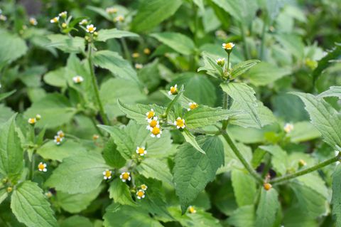 Eine der Unkrautarten blüht auf dem Feld - galinsoga parviflora