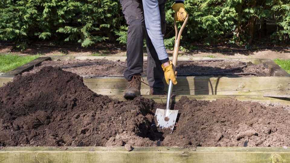 Mann gräbt ein Loch mit einer Schaufel in einem Garten
