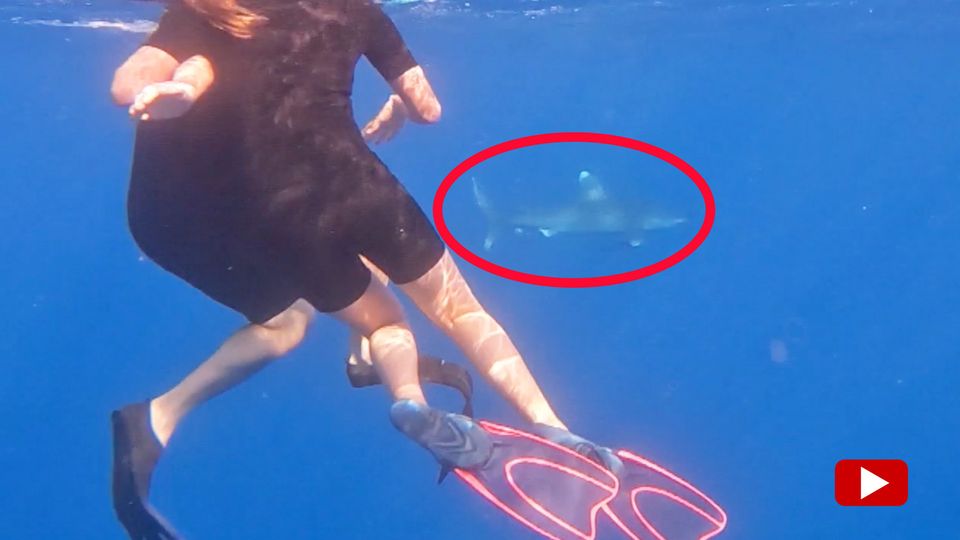 Hai-Angriff in Ägypten: Vater verteidigt seine Familie