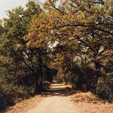 Waldstück, in dem die Leiche von Florence gefunden wurde