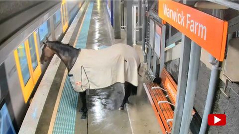 Ein Pferd steht auf einem Bahnsteig vor einem Zug