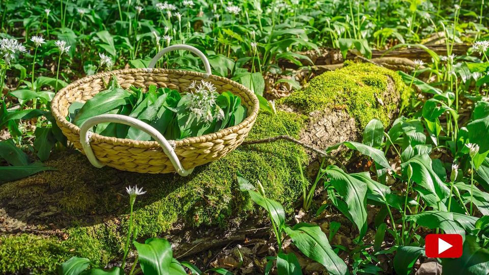 Ein Korb mit geerntetem Bärlauch steht in einem Feld