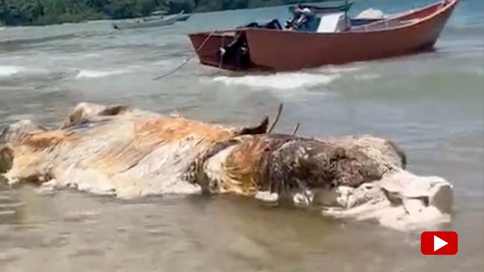 Strand in Malaysia Mysteriöser Fleischhaufen angespült – Fund stellt Behörden vor Rätsel