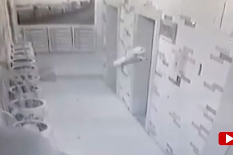 Schockmoment im Fahrstuhl: Angeleinter Hund verlässt Lift im letzten Moment