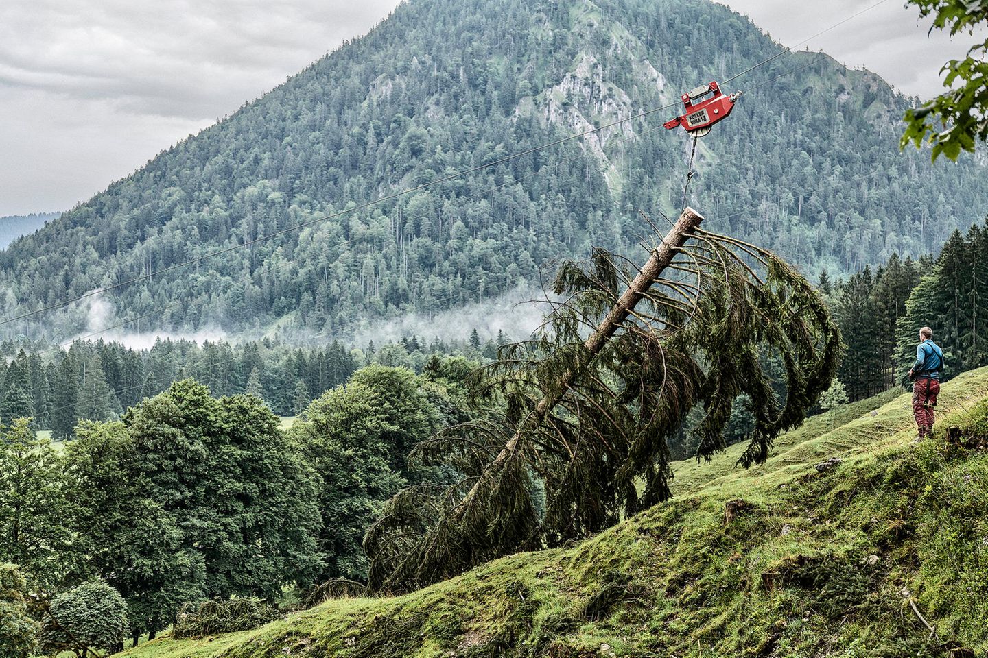Eine gefällte Tanne wird mit Seilzug weggebracht