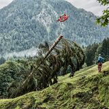 Eine gefällte Tanne wird mit Seilzug weggebracht