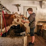 Ein Bub streicht den Kopf einer Kuh im Stall