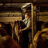 Ein Bauer steht im Stall bei einer Kuh