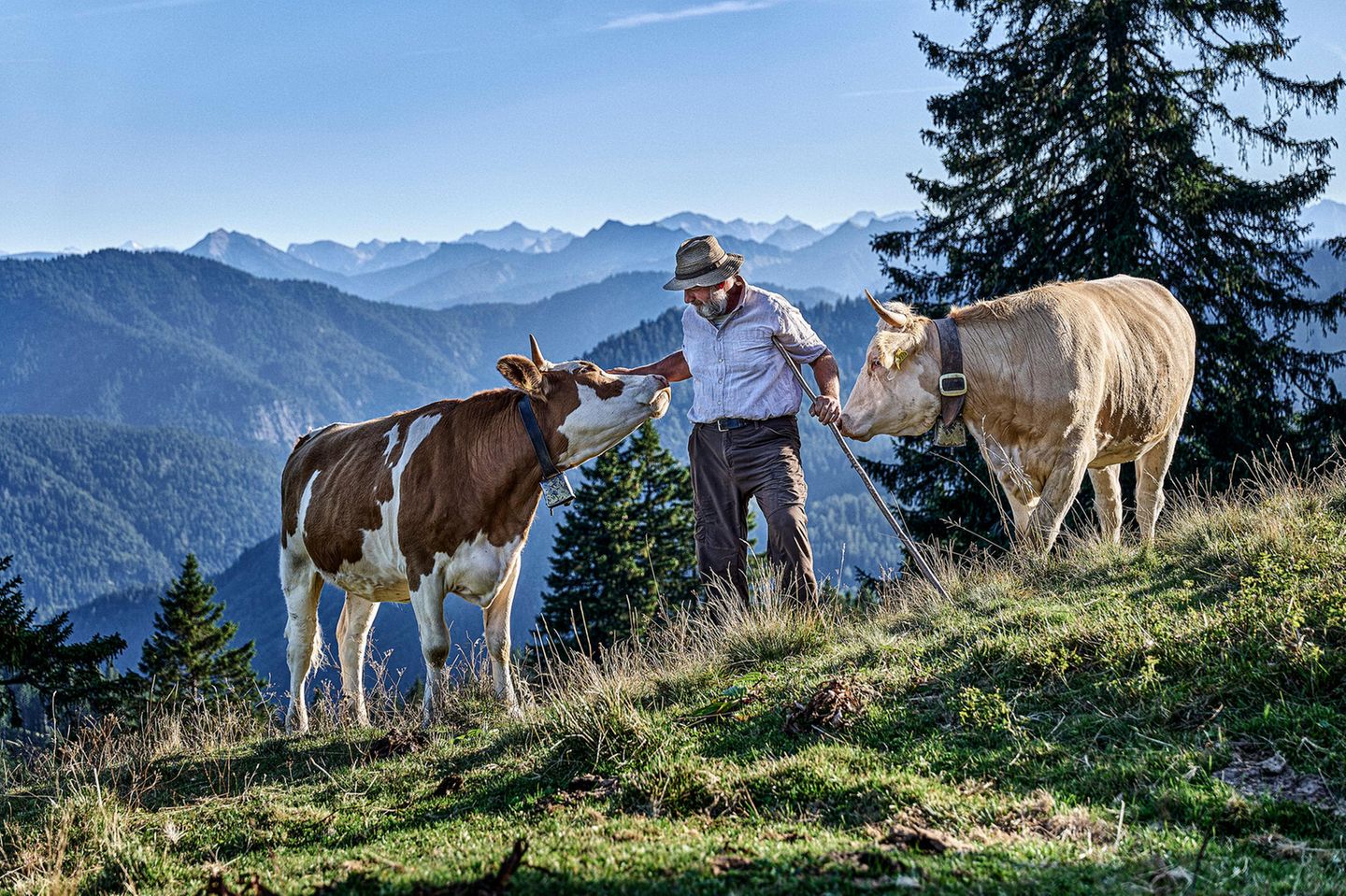 Ein Bauer steht mit zwei Kühen draußen vor Bergpanorama