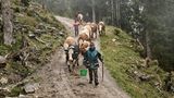 Almabtrieb beim Regen