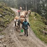 Almabtrieb beim Regen