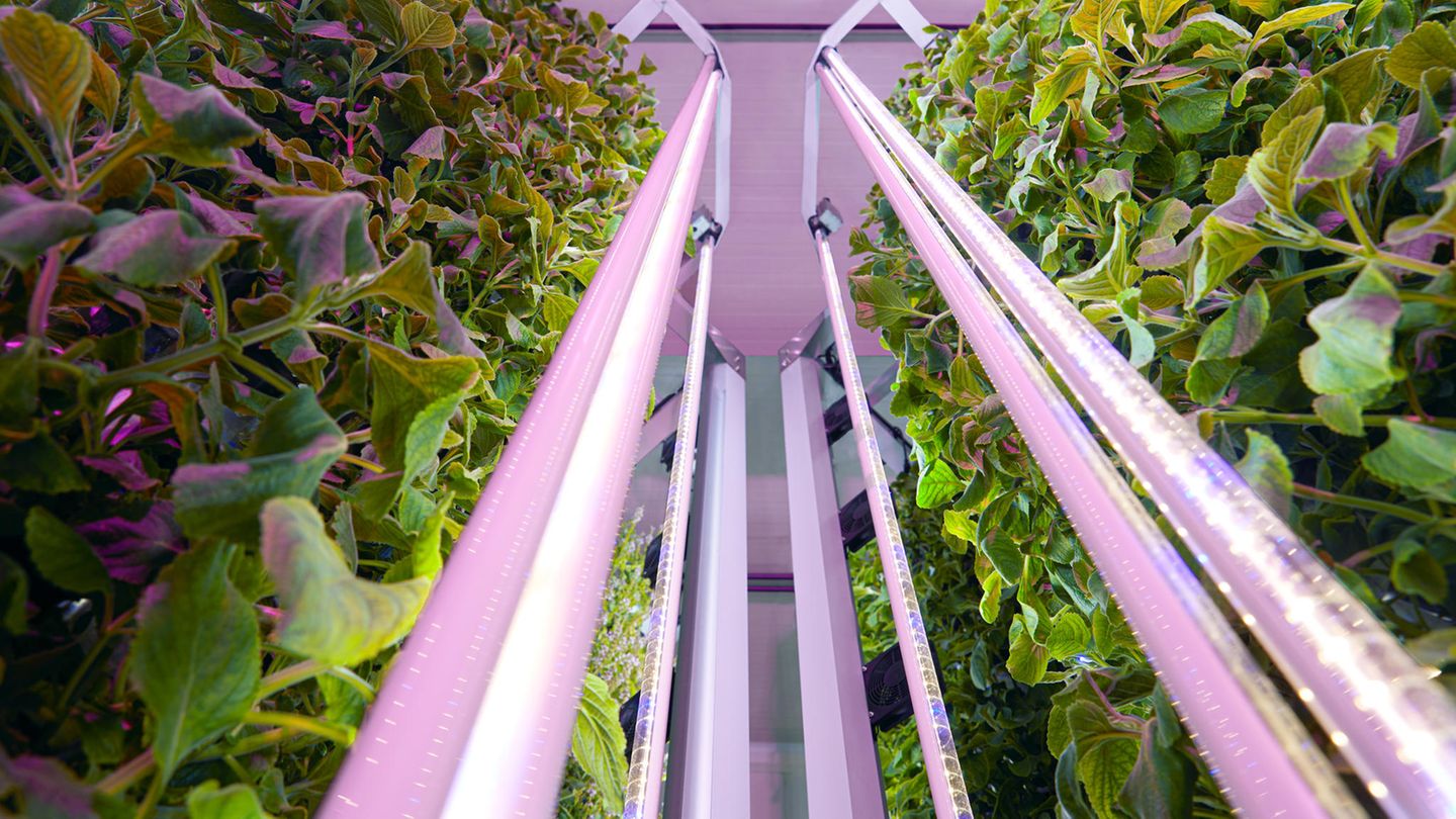 Grünpflanzen ranken im Hochlabor von Ulé