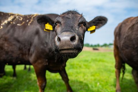 Wagyu-Ochse auf Münsterländer Weide