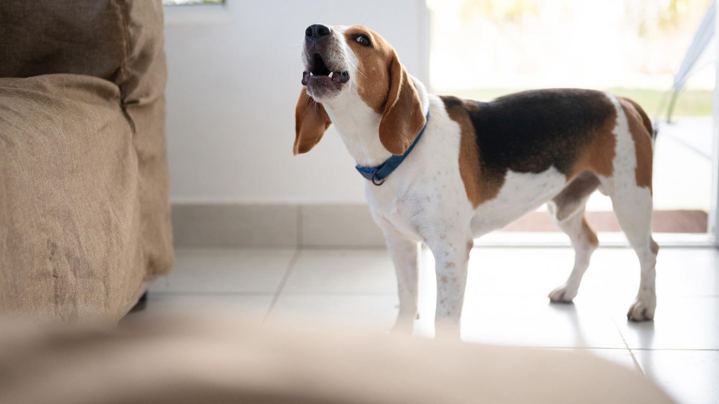 Hund rettet Hausbewohner