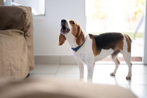 Hund rettet Hausbewohner