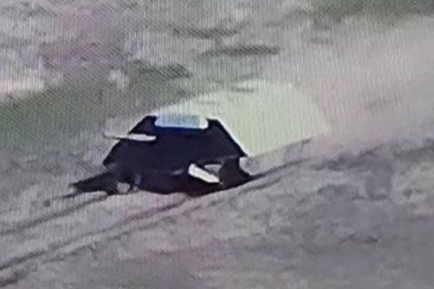 Screenshot des Schildkrötenpanzers