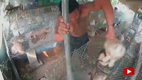 Python im Kaninchengehege: Bauer rettet Hasen vor gefährlicher Schlange
