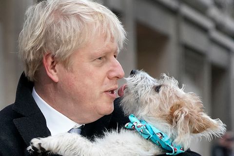 Ex-Premier Boris Johnson und sein Hund Dilyn: Der Vierbeiner wird verdächtigt, für eine Flohplage in der Downing Street verantwortlich zu sein.