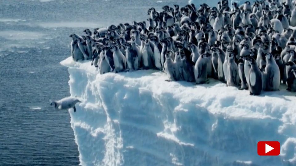 Spektakuläre Aufnahmen: Jungpinguine springen aus 15 Metern in die Tiefe