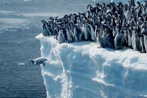 Spektakuläre Aufnahmen: Jungpinguine springen aus 15 Metern in die Tiefe