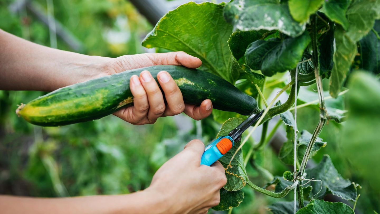 Gemüseanbau: Gurken anpflanzen: Das sind die wichtigsten Schritte – von der Aussaat bis zur Pflege