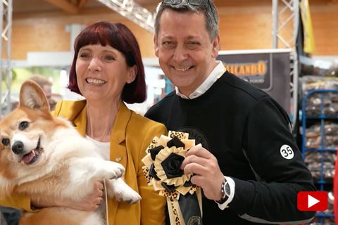 sternTV: Tierschutzgesetz wird verschärft – warum es bald keine Dackel mehr geben könnte