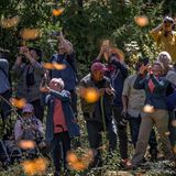 World Press Photo: Draufsicht auf eine Gruppe Menschen mit Handys und Ferngläsern, im Vordergrund verschwommen die Falter.