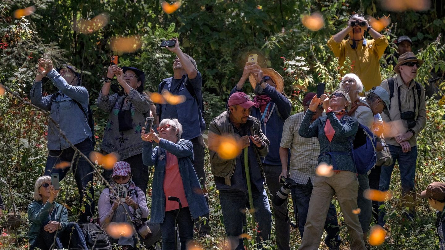World Press Photo: Draufsicht auf eine Gruppe Menschen mit Handys und Ferngläsern, im Vordergrund verschwommen die Falter.
