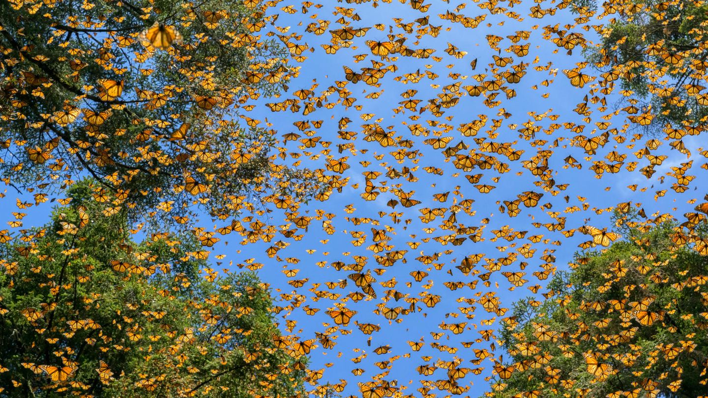 World Press Photo: Unzählige orangefarbene Falter vor tiefblauem Himmel und leuchtend grünen Tannenwipfeln.