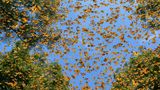 World Press Photo: Unzählige orangefarbene Falter vor tiefblauem Himmel und leuchtend grünen Tannenwipfeln.